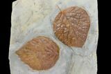 Three Fossil Leaves (Zizyphoides & Davidia) - Montana #115253-2